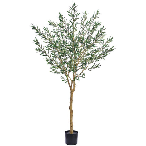 6' Olive Tree in Grower's Pot – Green