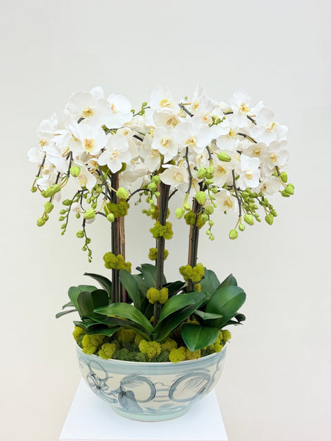 Custom White Phalaenopsis Orchid Arrangement in Asian-Inspired Ceramic Bowl