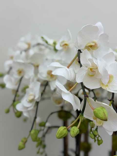 Custom White Phalaenopsis Orchid Arrangement in Asian-Inspired Ceramic Bowl