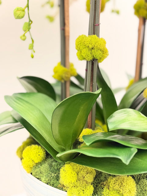 Custom White Phalaenopsis Orchid Arrangement in Asian-Inspired Ceramic Bowl