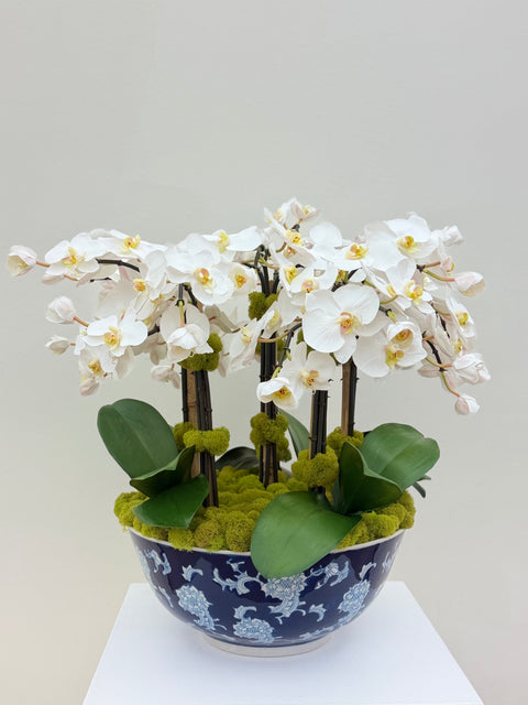 Custom White Phalaenopsis Orchid Arrangement in Blue Chinoiserie Bowl