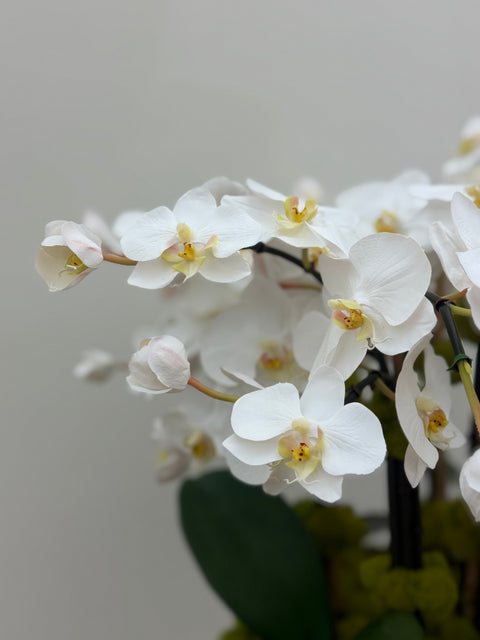 Custom White Phalaenopsis Orchid Arrangement in Blue Chinoiserie Bowl