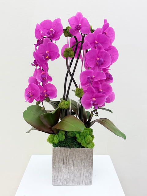 Fuchsia Phalaenopsis Orchid Arrangement in Silver Designer Planter