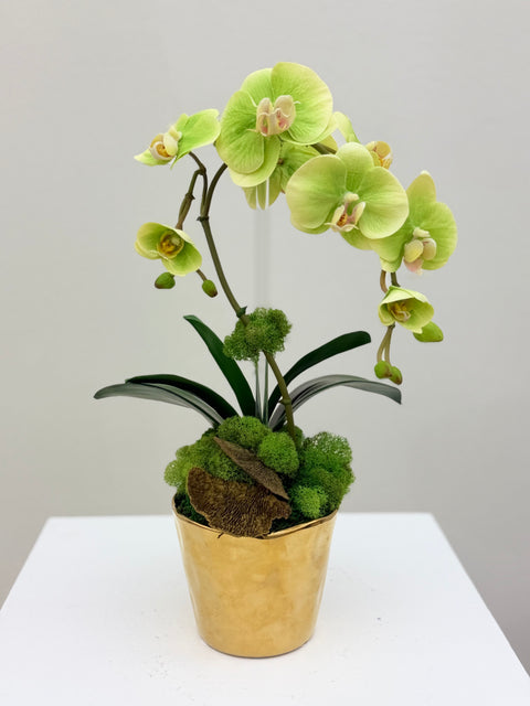Green Phalaenopsis Orchid Arrangement in Gold Designer Vessel