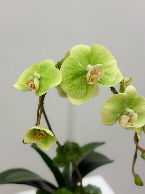 Green Phalaenopsis Orchid Arrangement in Gold Designer Vessel