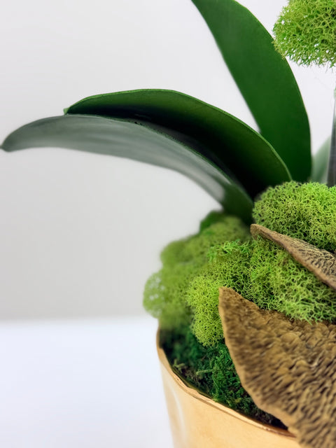 Green Phalaenopsis Orchid Arrangement in Gold Designer Vessel