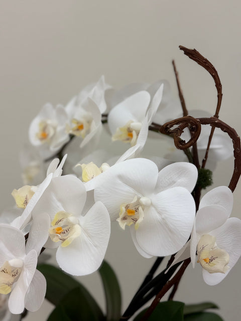 White Phalaenopsis Orchid Arrangement – Glass Vase