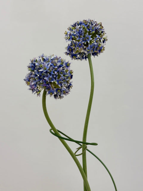 Modern Allium & Vanda Arrangement – Gold Bowl