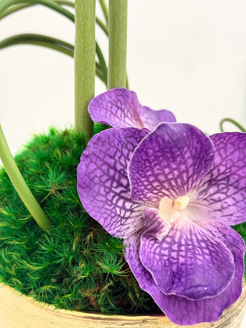 Modern Allium & Vanda Arrangement – Gold Bowl