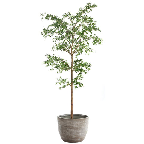 9.5' Shady Lady Tree in Cement Planter – Green