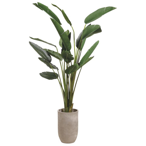 8' Bird of Paradise Tree – Cement Planter