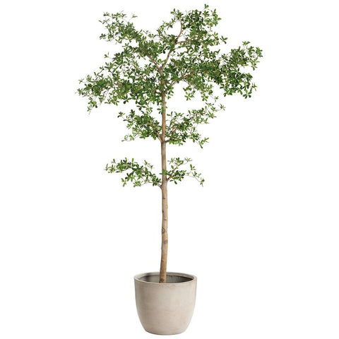 8.5' Shady Lady Tree in Cement Planter – Green