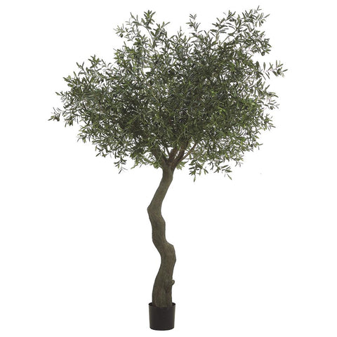7' Olive Tree in Grower's Pot – Green