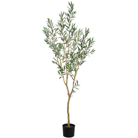 5.5' Olive Tree in Grower's Pot – Green