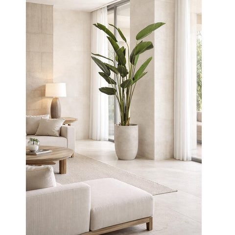 8' Bird of Paradise Tree – Cement Planter