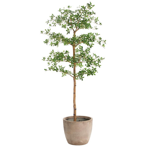 6' Shady Lady Tree in Cement Planter – Green