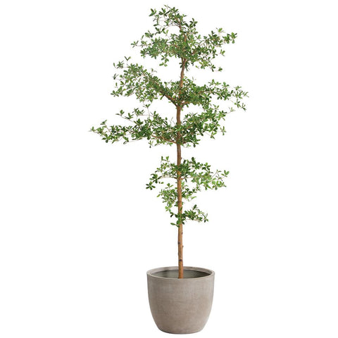 7.5' Shady Lady Tree in Cement Planter – Green
